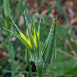 Tragopogon dubius at Watson Green Space - 3 Feb 2024