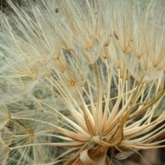 Tragopogon dubius at Watson Green Space - 3 Feb 2024