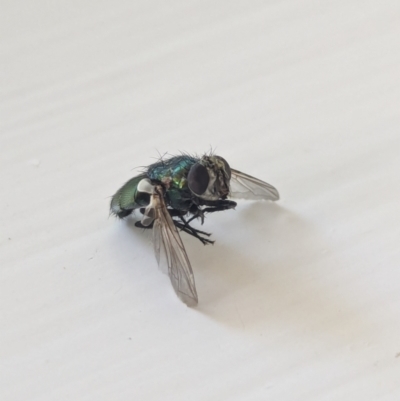 Lucilia cuprina (Australian sheep blowfly) at Watson, ACT - 3 Feb 2024 by AniseStar