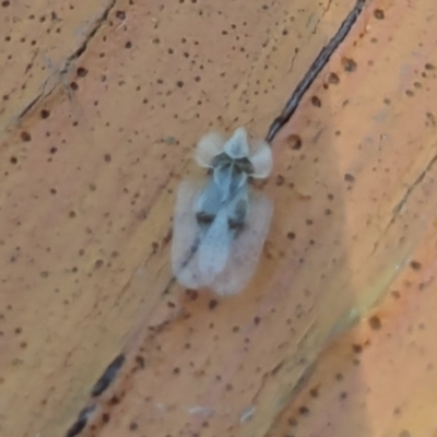 Corythucha ciliata (Sycamore Lace Bug) at Nicholls, ACT - 3 Feb 2024 by AniseStar