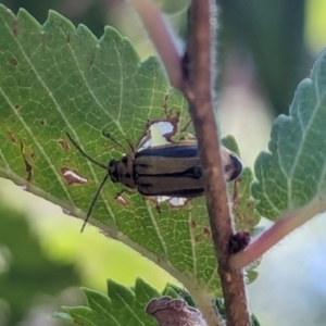 Xanthogaleruca luteola at Nicholls, ACT - 3 Feb 2024