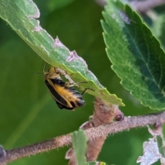 Xanthogaleruca luteola at Nicholls, ACT - 3 Feb 2024 01:11 PM