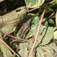 Phaulacridium vittatum (Wingless Grasshopper) at Nicholls, ACT - 3 Feb 2024 by AniseStar