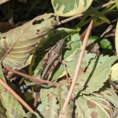 Phaulacridium vittatum (Wingless Grasshopper) at Nicholls, ACT - 3 Feb 2024 by AniseStar