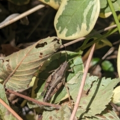 Phaulacridium vittatum at Nicholls, ACT - 3 Feb 2024 01:07 PM