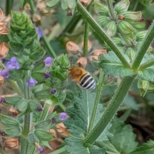 Amegilla sp. (genus) at Watson Green Space - 3 Feb 2024