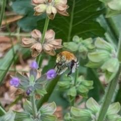 Amegilla sp. (genus) at Watson Green Space - 3 Feb 2024