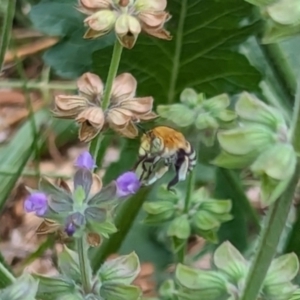 Amegilla sp. (genus) at Watson Green Space - 3 Feb 2024