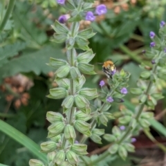 Amegilla sp. (genus) at Watson Green Space - 3 Feb 2024