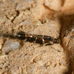 Stagmatophora argyrostrepta at Harrison, ACT - 31 Jan 2024