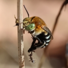 Amegilla (Zonamegilla) cingulata at Baranduda, VIC - 2 Feb 2024 by KylieWaldon