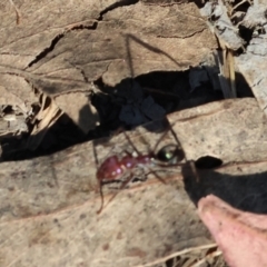 Iridomyrmex purpureus (Meat Ant) at Wodonga - 3 Feb 2024 by KylieWaldon