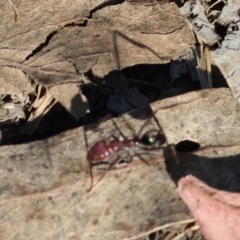 Unidentified Ant (Hymenoptera, Formicidae) at Baranduda, VIC - 2 Feb 2024 by KylieWaldon