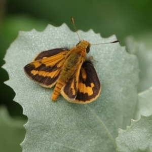 Ocybadistes walkeri at Hall, ACT - 30 Jan 2024