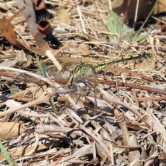 Orthetrum caledonicum (Blue Skimmer) at Wodonga - 3 Feb 2024 by KylieWaldon