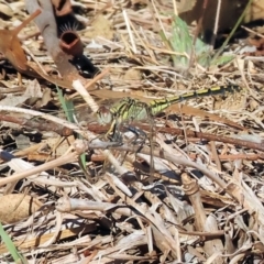 Orthetrum caledonicum (Blue Skimmer) at Wodonga - 2 Feb 2024 by KylieWaldon