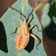 Amorbus alternatus (Eucalyptus Tip Bug) at Wodonga - 2 Feb 2024 by KylieWaldon