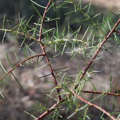Acacia genistifolia (Early Wattle) at Wodonga - 3 Feb 2024 by KylieWaldon