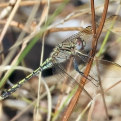 Orthetrum caledonicum (Blue Skimmer) at Wodonga - 2 Feb 2024 by KylieWaldon