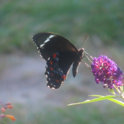 Papilio aegeus (Orchard Swallowtail, Large Citrus Butterfly) at QPRC LGA - 2 Feb 2024 by MatthewFrawley