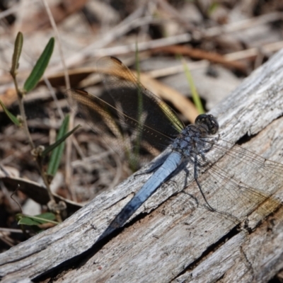 Orthetrum caledonicum (Blue Skimmer) at Hall, ACT - 3 Feb 2024 by Anna123