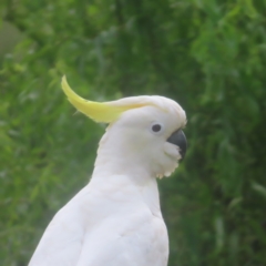 Cacatua galerita (Sulphur-crested Cockatoo) at Braidwood, NSW - 2 Feb 2024 by MatthewFrawley