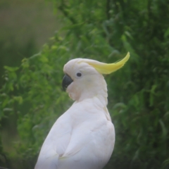 Cacatua galerita at QPRC LGA - 3 Feb 2024 08:43 AM