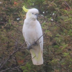 Cacatua galerita at QPRC LGA - 3 Feb 2024 08:43 AM