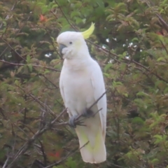 Cacatua galerita at QPRC LGA - 3 Feb 2024 08:43 AM