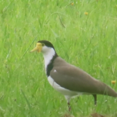 Vanellus miles (Masked Lapwing) at QPRC LGA - 3 Feb 2024 by MatthewFrawley