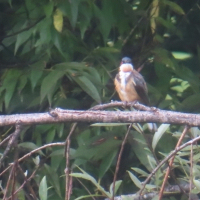 Acanthorhynchus tenuirostris (Eastern Spinebill) at Braidwood, NSW - 2 Feb 2024 by MatthewFrawley