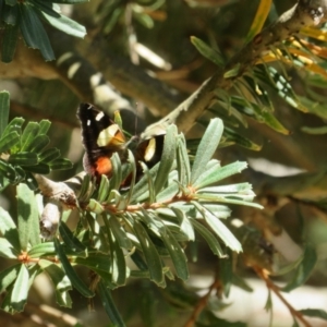 Vanessa itea at Jerrabomberra Wetlands - 3 Feb 2024 11:44 AM