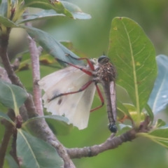 Unidentified Robber fly (Asilidae) at QPRC LGA - 2 Feb 2024 by MatthewFrawley