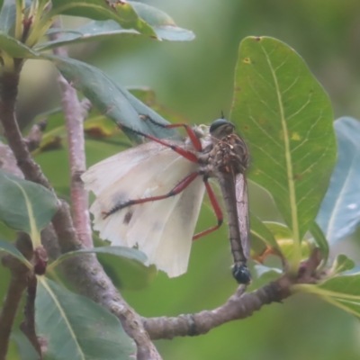 Unidentified Robber fly (Asilidae) at QPRC LGA - 2 Feb 2024 by MatthewFrawley