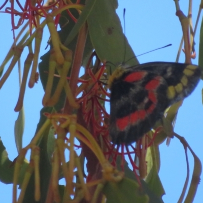 Delias harpalyce (Imperial Jezebel) at Gundaroo, NSW - 2 Feb 2024 by Christine