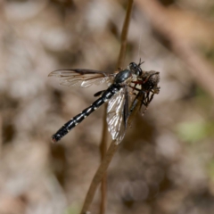 Miltinus sp. (genus) (Miltinus mydas fly) at Tidbinbilla Nature Reserve - 28 Jan 2024 by DPRees125