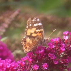 Vanessa kershawi (Australian Painted Lady) at QPRC LGA - 3 Feb 2024 by MatthewFrawley