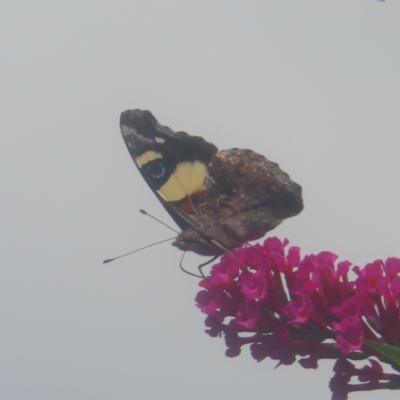 Vanessa itea (Yellow Admiral) at QPRC LGA - 3 Feb 2024 by MatthewFrawley