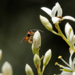 Ichneumonoidea (Superfamily) at Tidbinbilla Nature Reserve - 28 Jan 2024