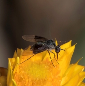 Geron nigralis at Taylor Offset (TLR) - 1 Feb 2024