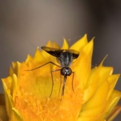 Geron nigralis at Taylor, ACT - 1 Feb 2024 11:46 AM