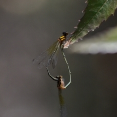 Nososticta solida (Orange Threadtail) at Lake Burley Griffin West - 3 Feb 2024 by JajiClack