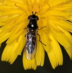 Melangyna sp. (genus) (Hover Fly) at Taylor Offset (TLR) - 31 Jan 2024 by kasiaaus