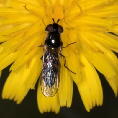 Melangyna sp. (genus) (Hover Fly) at Taylor, ACT - 1 Feb 2024 by kasiaaus