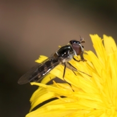 Melangyna sp. (genus) at Taylor, ACT - 1 Feb 2024