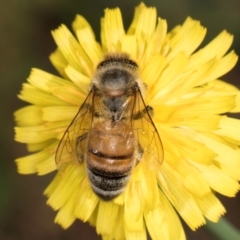 Apis mellifera at Taylor, ACT - 1 Feb 2024 11:00 AM