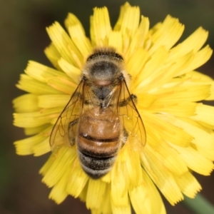 Apis mellifera at Taylor, ACT - 1 Feb 2024 11:00 AM