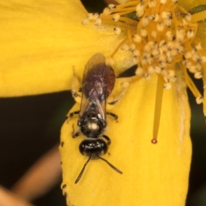 Lasioglossum (Chilalictus) hemichalceum at Taylor, ACT - 1 Feb 2024 11:02 AM