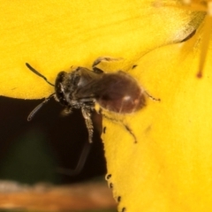 Lasioglossum (Chilalictus) hemichalceum at Taylor Offset (TLR) - 1 Feb 2024