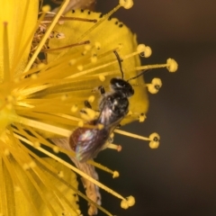 Lasioglossum (Chilalictus) hemichalceum at Taylor, ACT - 1 Feb 2024 11:02 AM